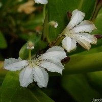 Scaevola taccada (Gaertn.) Roxb.